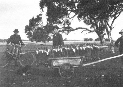 In the 1920s many of the young local lads made a living from trapping rabbits. Edgar and Wall Schrapel were very proud of their catch as shown by this photo. Lou Thomas is using his pushbike to carry his catch.